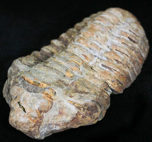 Calymene Trilobite From Morocco - Large Size #17899